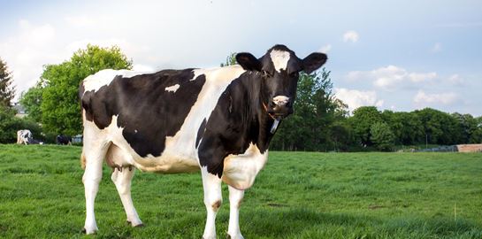 Γιατί όλο και περισσότεροι άνθρωποι γίνονται αλλεργικοί στο κρέας