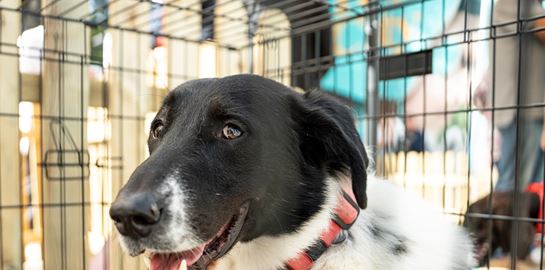 Παγκόσμια Ημέρα των Ζώων | Τα Pet City διοργάνωσαν την πρώτη Ημέρα Υιοθεσίας για αδέσποτα σκυλάκια