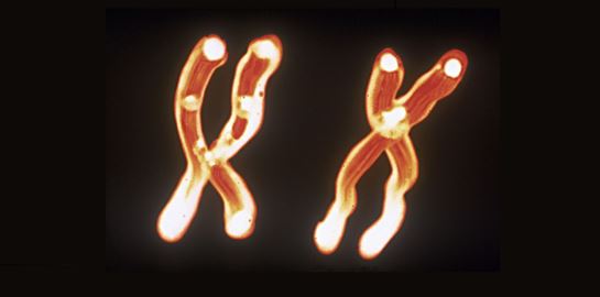 Πόσο ζυγίζει ένα ανθρώπινο χρωμόσωμα