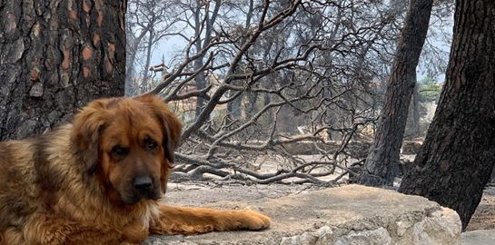 Πώς μπορείς να βοηθήσεις τα πυρόπληκτα ζώα