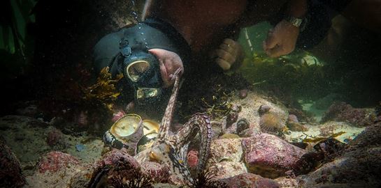 Δεν περιμένεις να κλάψεις με ένα ντοκιμαντέρ για χταπόδι αλλά θα συμβεί