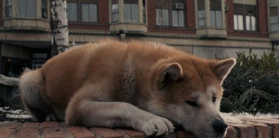 Χάτσικο: Ο σκύλος που έγινε σύμβολο της απόλυτης αφοσίωσης