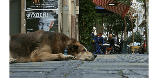 Αδέσποτες βόλτες με τους άγνωστους Αθηναίους