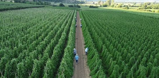 Από το χωράφι στην κουζίνα: Η βιωσιμότητα στο πιάτο μας-Η τάση που αλλάζει τον τρόπο που τρώμε