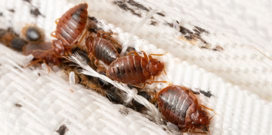 Πώς έφτασαν οι κοριοί στην Ελλάδα