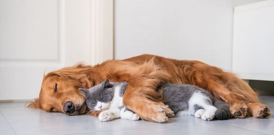 Τι όνειρα βλέπουν οι γάτες και οι σκύλοι και πόσο μοιάζουν με των ανθρώπων