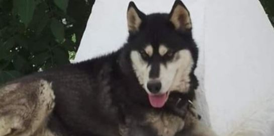 Δεν προκύπτει ανθρώπινη κακοποίηση σύμφωνα με το πόρισμα πραγματογνώμονα της ΕΛΑΣ για το θάνατο του Όλιβερ