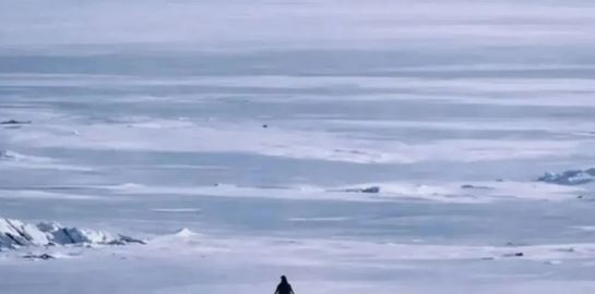 Αυτή είναι ιστορία του πιο viral πιγκουίνου στο ίντερνετ-Γιατί κατέκλυσε τα social media