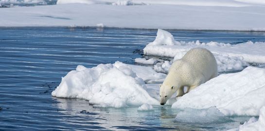Ο Αρκτικός Ωκεανός μόλις μολύνθηκε από χλαμύδια
