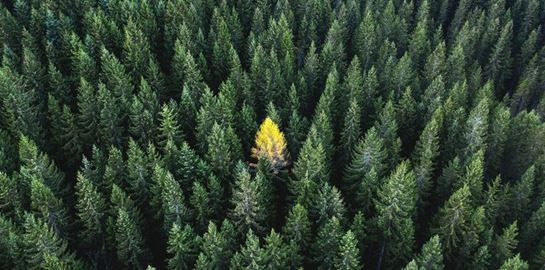 7 ασυνήθιστα αρώματα που μυρίζουν φθινόπωρο