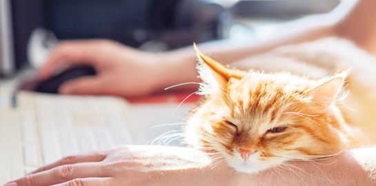 Τι δείχνει νέα έρευνα για τη μετάδοση του κορονοϊού στα κατοικίδια