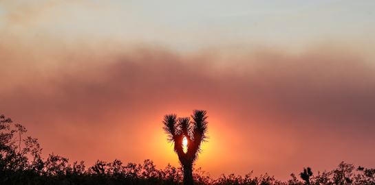 Καταστροφές ρεκόρ στην Καλιφόρνια από τις φετινές πυρκαγιές