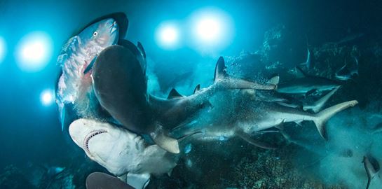 Οι πιο εντυπωσιακές υποβρύχιες φωτογραφίες του 2019