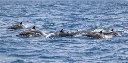 Υπάρχει λόγος που ο πόλεμος στην Ουκρανία σκοτώνει εκατοντάδες δελφίνια