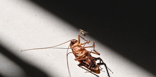 Σε άλλα -αηδιαστικά- νέα, στη Λάρισα κάνουν επιδρομή ιπτάμενες κατσαρίδες