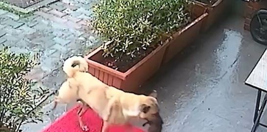 Σκυλίτσα μετέφερε το ετοιμοθάνατο κουτάβι της σε κτηνιατρείο για να το σώσουν (video)