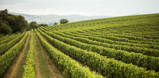 Οι experts του κρασιού λατρεύουν αυτή την περιοχή της Ιταλίας