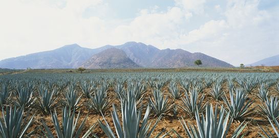 Τελειώνει όντως η τεκίλα στον πλανήτη;