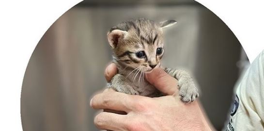 Στο Καταφύγιο του Σωκράτη, τα αδέσποτα ζώα της Αθήνας βρίσκουν στέγη