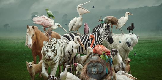 Παγκόσμια Ημέρα των Ζώων: Από την αρχαιότητα στο σήμερα