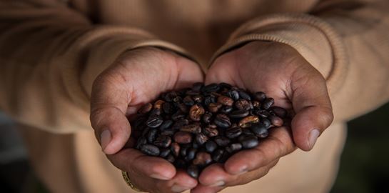 Kopi Luwak, ο καλύτερος καφές στον πλανήτη