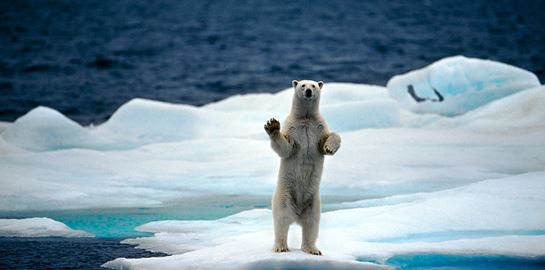 Οι πολικές αρκούδες θα εξαφανιστούν μέχρι το 2100