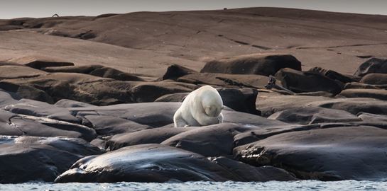 50 χρόνια ήταν αρκετά για να εξαφανιστούν τα 2/3 των άγριων ζώων