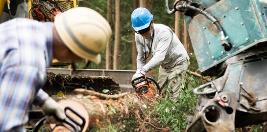 Τα δάση της Ευρώπης εξαφανίζονται με ταχύτατους ρυθμούς