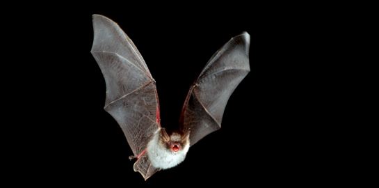 Η γέννηση και η εξάπλωση των ιών