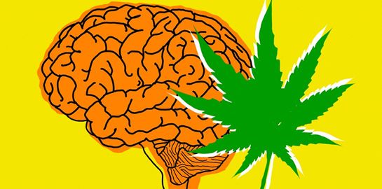 Όσα πρέπει να γνωρίζεις για την κάνναβη