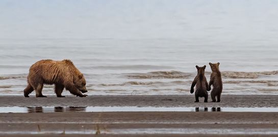 Σκοτώνοντας νεογέννητες αρκούδες στις φωλιές τους