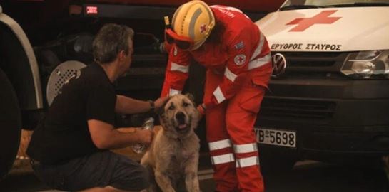 Πώς μπορείς να βοηθήσεις τα πυρόπληκτα ζώα
