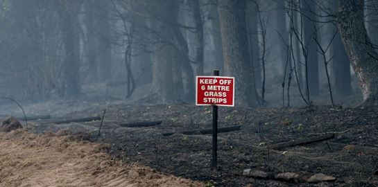Τα δέντρα του πλανήτη κάνουν ό,τι μπορούν