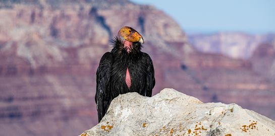 Στις ΗΠΑ ξεκίνησαν να εμβολιάζουν πουλιά. Αλλά γιατί;