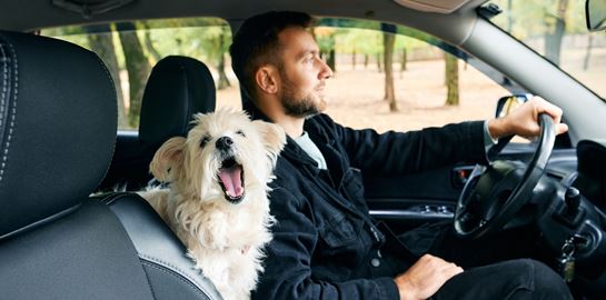 Η σωστή θέση του σκύλου στο αυτοκίνητο για να είναι πιο χαλαρός