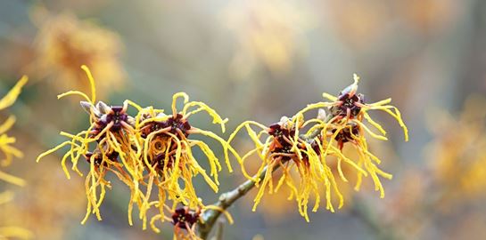 Υπάρχει φυτό που &#39;φτύνει&#39; τους σπόρους του σα σφαίρες