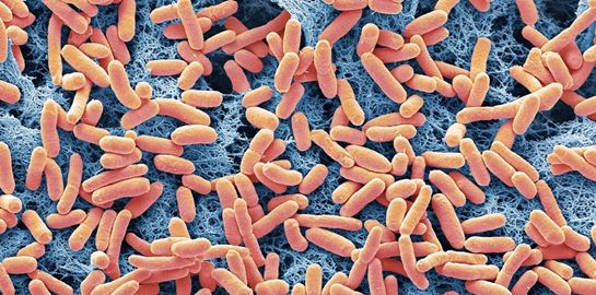 Βακτήρια παράγουν ενέργεια, το διαβάσαμε κι αυτό