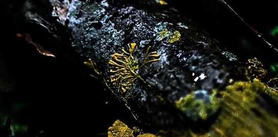 Ένα μανιτάρι έλυσε το πρόβλημα της Ιαπωνίας