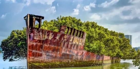 Σε άλλα νέα, στην Αυστραλία ένα ναυάγιο άνθισε και έγινε κήπος