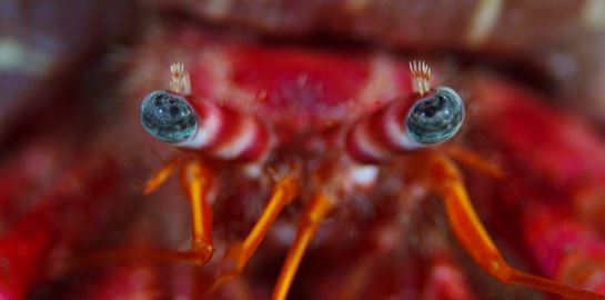 Αυτό το μικρό πλάσμα έχει γίνει ο νέος σταρ του διαδικτύου