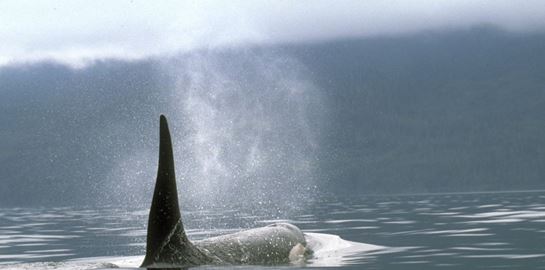 Αυτά τα ζώα καταστρέφουν σκάφη αναψυχή- και δεν είναι καρχαρίες