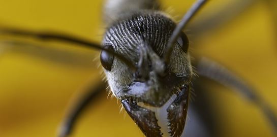Επιστήμονες ανακάλυψαν μυρμήγκια που ίσως αλλάξουν το μέλλον της ιατρικής