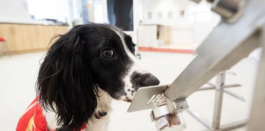 Τα σκυλιά μπορούν να μυρίζουν τον κορονοϊό στον άνθρωπο