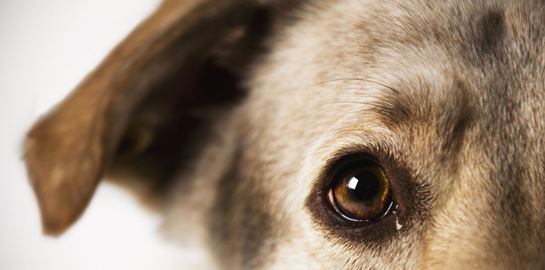 Μιλάνε τελικά τη γλώσσα μας οι σκύλοι;