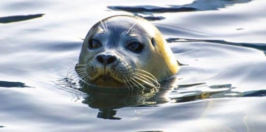 €5.000 για να βρεθεί ο δολοφόνος του Κωστή