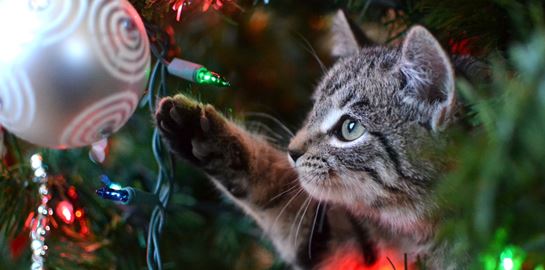 Μερικές ιδέες για να σώσεις το χριστουγεννιάτικό σου δέντρο από τη γάτα σου