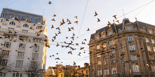 Η πανδημία άλλαξε ρεπερτόριο στα πτηνά, στην κυριολεξία