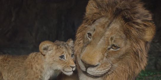 Τι λένε οι κριτικές για την ταινία Mufasa: The Lion King