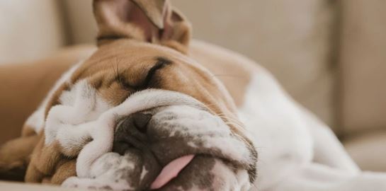 8 ράτσες σκύλων που λατρεύουν τον ύπνο