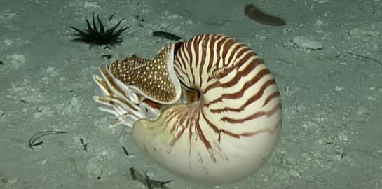 Επιστήμονες βρήκαν στον βυθό της θάλασσας πλάσματα πιο παλιά κι από τους δεινόσαυρους (video)